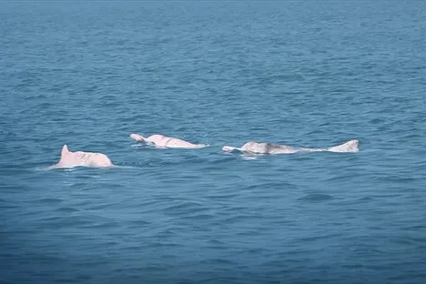 Yapay zeka Çin beyaz yunuslarını korumada umut veriyor