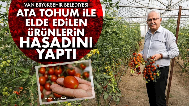 BÜYÜKŞEHİR BELEDİYEMİZ ATA TOHUM İLE ELDE EDİLEN ÜRÜNLERİN HASADINI YAPTI