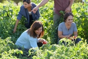 Yerel tohumlu bostanda hasat: Eşbaşkan Bucak kadınlarla sebze topladı